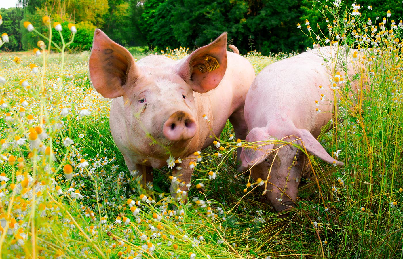 Rainer Wehdebrock, Landwirt aus Leidenschaft züchtet seinen Tierbestand nach guter alter Tradition, ohne den industriellen Einsatz von Antibiotika. Sie finden seinen Meisterhof im idyllischen Stemwede in OWL.
